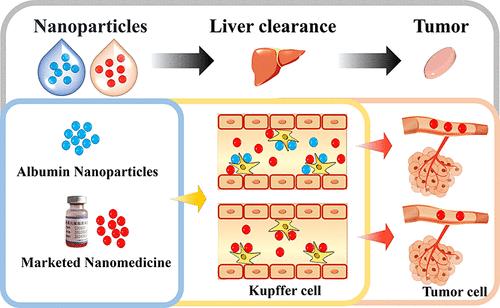 Albumin Nanoparticles Increase the Efficacy of Doxorubicin Hydrochloride Liposome Injection Based on Threshold Theory