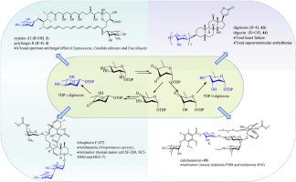 Digitoxose as powerful glycosyls for building multifarious glycoconjugates of natural products and un-natural products