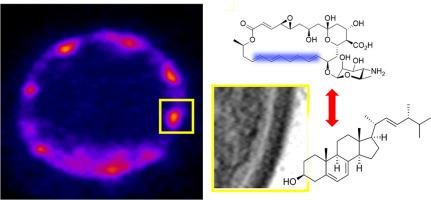 Ergosterol promotes aggregation of natamycin in the yeast plasma membrane