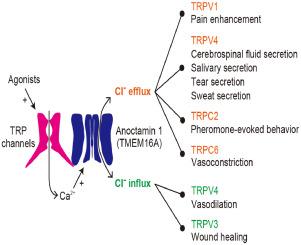 Interaction between TRP channels and anoctamins