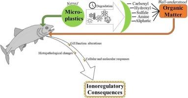 The effects of microplastics on ionoregulatory processes in the gills of freshwater fish and invertebrates: A prospective review