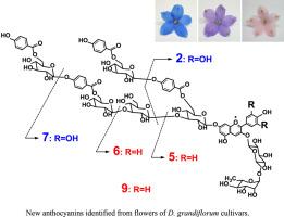 Identification of novel flower anthocyanins of Delphinium grandiflorum cultivars