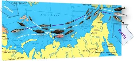 Ongoing borealization of Siberian Arctic marine ichthyofauna: Further evidence