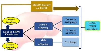 The effect of long-term magnesium treatment on changes in hepatic autophagic and apoptotic ability of type 2 diabetic female rats and their offspring