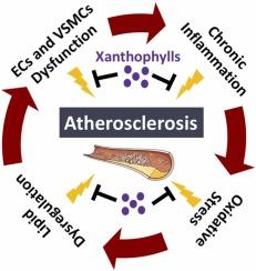 An overview of potential cardioprotective benefits of xanthophylls in atherosclerosis: an evidence-based review