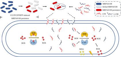 The antibacterial activity and mechanisms of Trp-containing peptides against multidrug-resistant Pseudomonas aeruginosa persisters