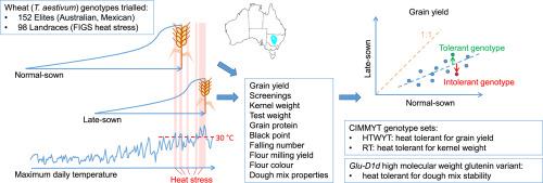 Effects of heat exposure from late sowing on agronomic traits and the technological quality of hexaploid wheat