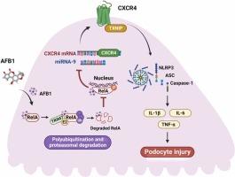 Foodborne toxin aflatoxin B1 induced glomerular podocyte inflammation through proteolysis of RelA, downregulation of miR-9 and CXCR4/TXNIP/NLRP3 pathway