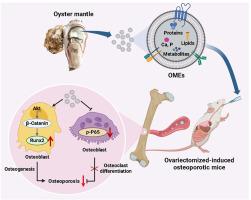 Oyster mantle-derived exosomes alleviate osteoporosis by regulating bone homeostasis