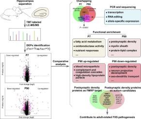 Hippocampal proteome comparison of infant and adult Fmr1 deficiency mice reveals adult-related changes associated with postsynaptic density