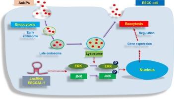 Role of ESCCAL-1 in regulating exocytosis of AuNPs in human esophageal squamous carcinoma cells