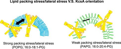 Different lateral packing stress in acyl chains alters KcsA orientation and structure in lipid membranes