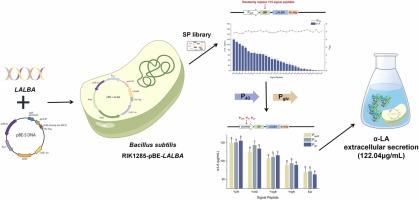 Enhanced extracellular production of alpha-lactalbumin from Bacillus subtilis through signal peptide and promoter screening