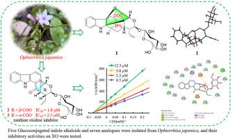 Glucoconjugated monoterpene indole alkaloids with xanthine oxidase inhibitory activity from Ophiorrhiza japonica