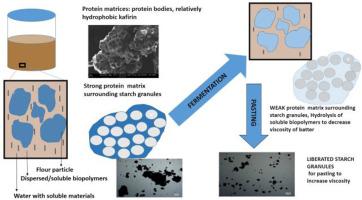 Effects of sourdough-type fermentation and sorghum type on the techno-functional properties of the batter used for kisra, a fermented flatbread