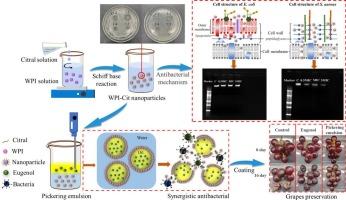 Antibacterial mechanism of whey protein isolated-citral nanoparticles and stable synergistic antibacterial eugenol encapsulated Pickering emulsion for grapes preservation