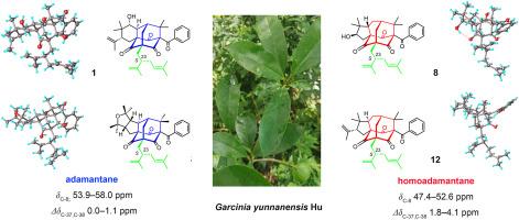 Garciyunnanones A–R: Caged polycyclic polyprenylated acylphloroglucinols decorated with a lavandulyl substituent from Garcinia yunnanensis