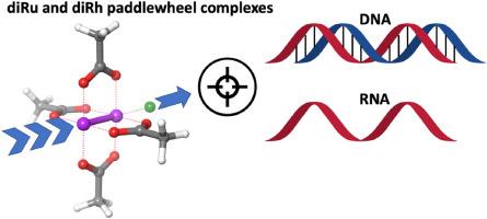 The binding of diruthenium (II,III) and dirhodium (II,II) paddlewheel complexes at DNA/RNA nucleobases: Computational evidences of an appreciable selectivity toward the AU base pairs