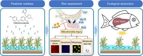 Risk assessment of difenoconazole pollution in carp (Cyprinus carpio): Involvement of liver metabolism disorder and IP3R-Sig1R mediated mitochondrial Ca2+ overload