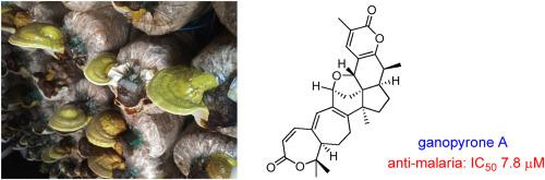 Ganopyrone A, a highly rearranged lanostane triterpenoid with antimalarial activity from artificially cultivated fruiting bodies of Ganoderma colossus