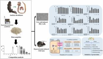 Andrias davidianus bone peptides alleviates hyperuricemia-induced kidney damage in vitro and in vivo