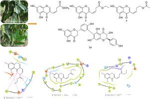 Chromones and biflavonoids from Garcinia pedunculata and Garcinia nujiangensis and their anti-inflammatory activity