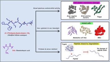 Development of protease resistant and non-cytotoxic Jelleine analogs with enhanced broad spectrum antimicrobial efficacy