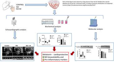 Melatonin improves nitric oxide bioavailability in isoproterenol induced myocardial injury