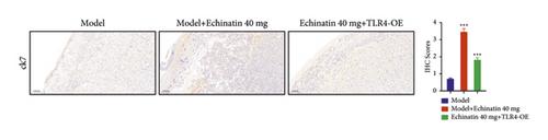 Echinatin Inhibits Oxidative Stress and Inflammatory Processes in Trophoblast Cells by Inhibiting TLR4-MyD88-NF-κB Pathway in Preeclampsia