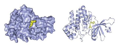 The Mechanism of Scopolamine’s Effect on Migration Function of Lung Cancer Cells: A Network Pharmacology and Bioinformatics Perspective