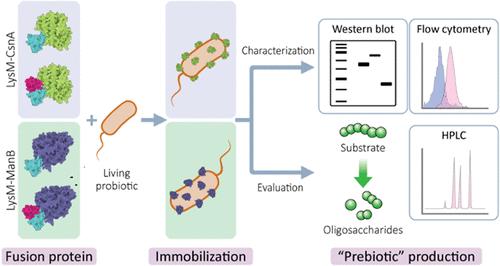 Surface-Displayed Mannanolytic and Chitinolytic Enzymes Using Peptidoglycan Binding LysM Domains
