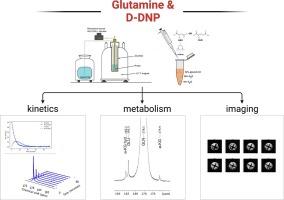 Glutamine: A key player in human metabolism as revealed by hyperpolarized magnetic resonance