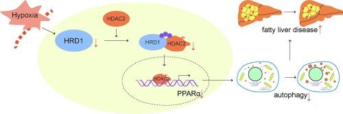 HRD1-mediated ubiquitination of HDAC2 regulates PPARα-mediated autophagy and alleviates metabolic-associated fatty liver disease