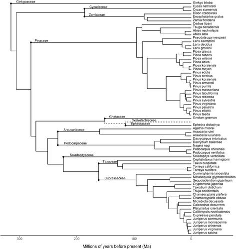 Gymnosperms demonstrate patterns of fine-root trait coordination consistent with the global root economics space