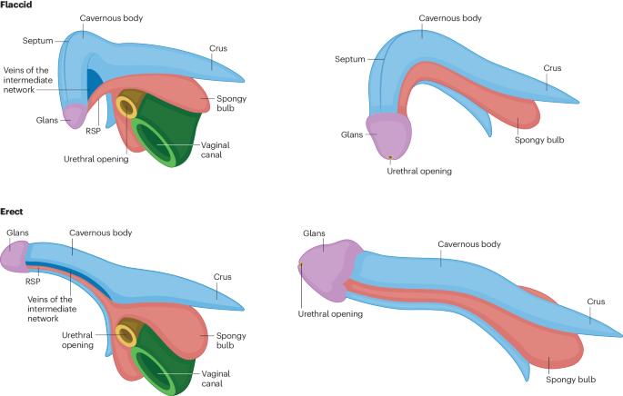 We all get erections — de-gendering sexual arousal dysfunction in the ICD