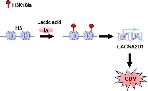 ChIP-seq and RNA-seq Reveal the Involvement of Histone Lactylation Modification in Gestational Diabetes Mellitus