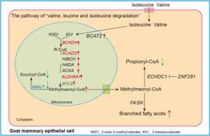 Integrated analysis of genomics and transcriptomics revealed the genetic basis for goaty flavor formation in goat milk