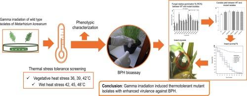 Gamma irradiation induced thermotolerance in Metarhizium spp. enhancing biocontrol of Nilapavarta lugens (Stål)