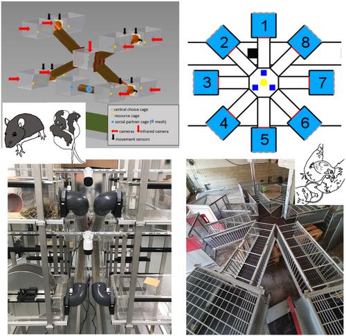 Steps into a Small World: First glimpses on everyday moment-to-moment decision making in an ecologically meaningful multi-choice system for assessing animal preferences