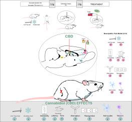 Cannabidiol in the dorsal hippocampus attenuates emotional and cognitive impairments related to neuropathic pain: The role of prelimbic neocortex-hippocampal connections