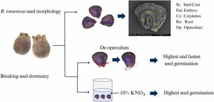 Effective techniques to break seed dormancy in Rhodomyrtus tomentosa (Aiton) Hassk. for seed germination enhancement