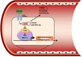 Circulating miRNA-4701-3p as a predictive biomarker of cardiovascular disease which induces angiogenesis by inhibition of TOB2