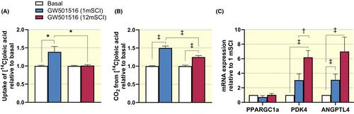 Time-dependent reduction in oxidative capacity among cultured myotubes from spinal cord injured individuals