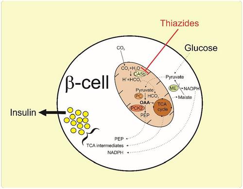 Effects of thiazides and new findings on kidney stones and dysglycemic side effects