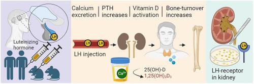 Injection of luteinizing hormone or human chorionic gonadotropin increases calcium excretion and serum PTH in males