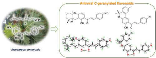 Antiviral C-geranylated flavonoids from Artocarpus communis