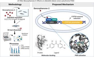 UV filter benzophenone-2: Effects on zebrafish (Danio rerio) cytochrome P450