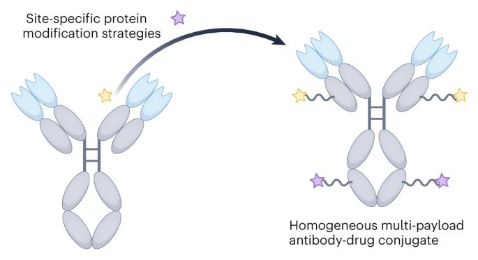 Homogeneous multi-payload antibody–drug conjugates