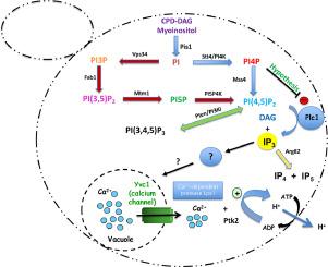 Genomic approachesidentifySTT4 as a new component in glucose-induced activation of yeast plasma membrane H+-ATPase