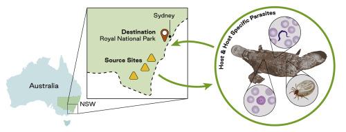 Applying a modified streamlined disease risk analysis framework to a platypus conservation translocation, with special consideration for the conservation of ecto- and endoparasites